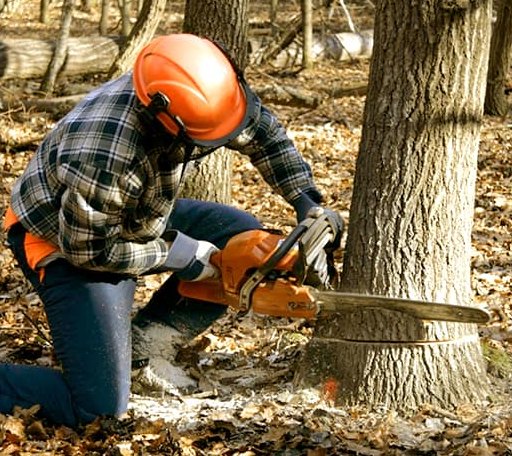 Tree Removal in Cherry Point, NC